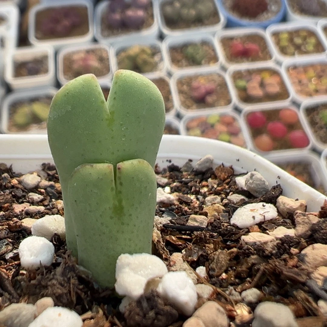 ?****果96多肉植物百科知识