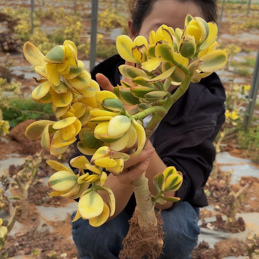 9新花月锦多肉植物
