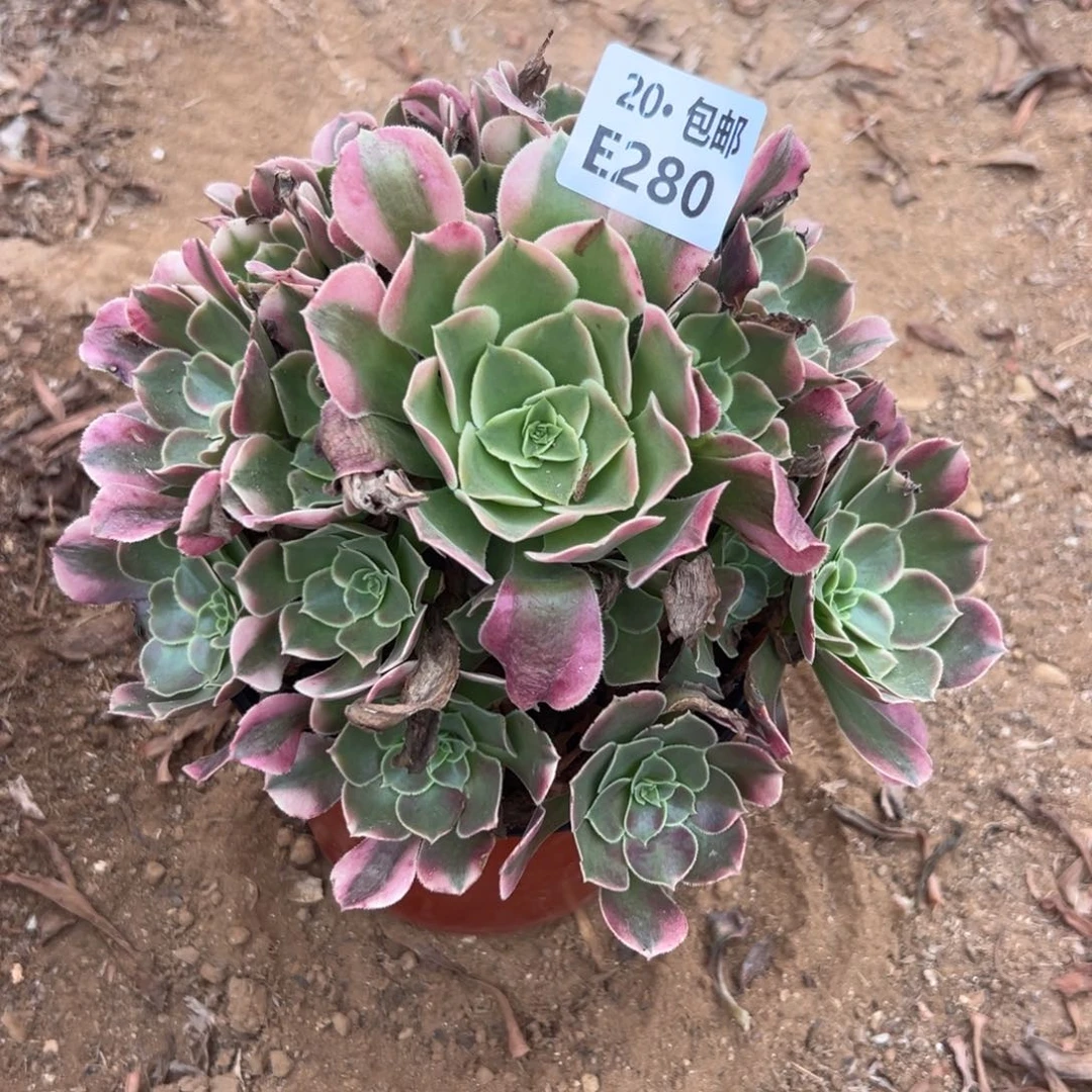 280香妃，多肉法师