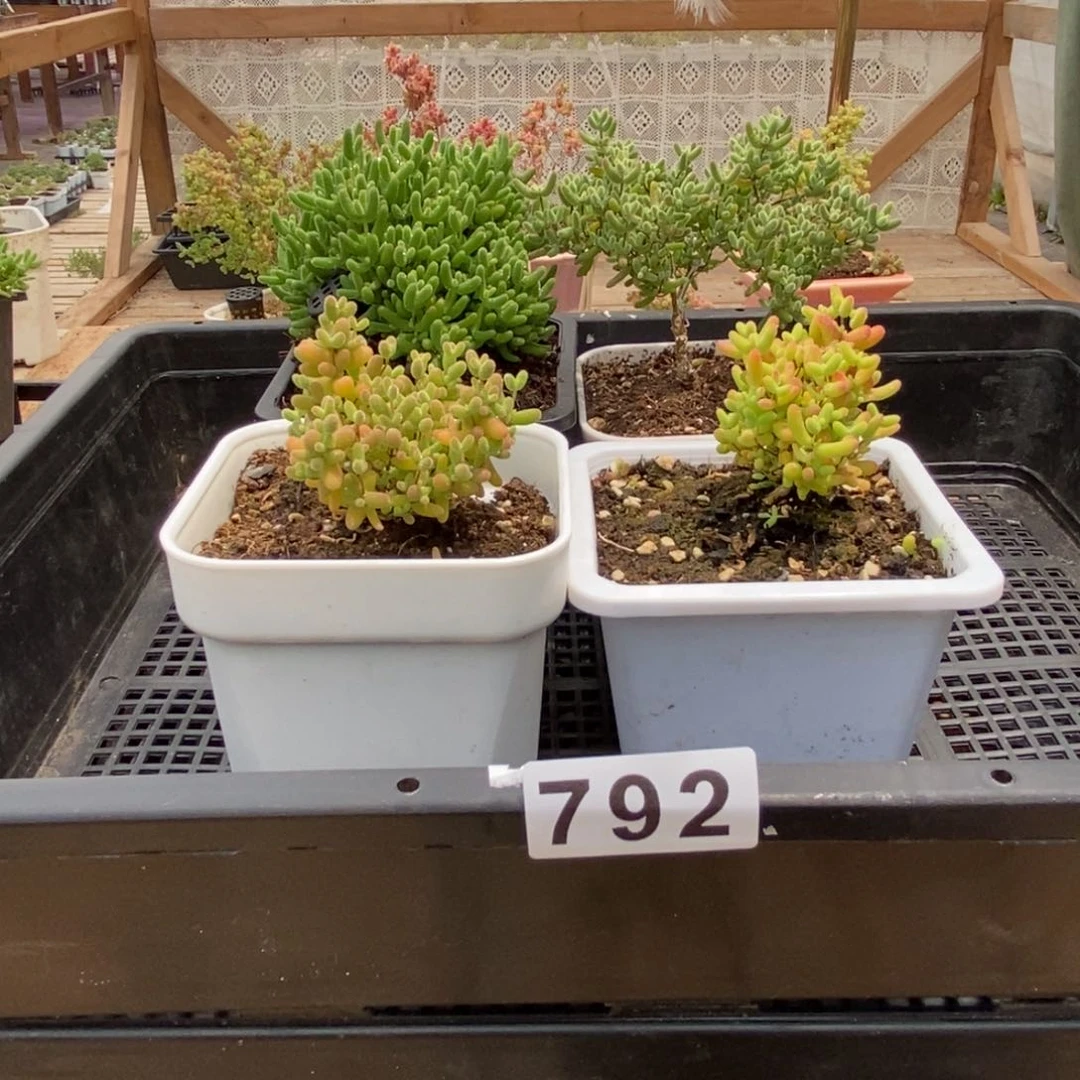 枝干番杏多肉植物792