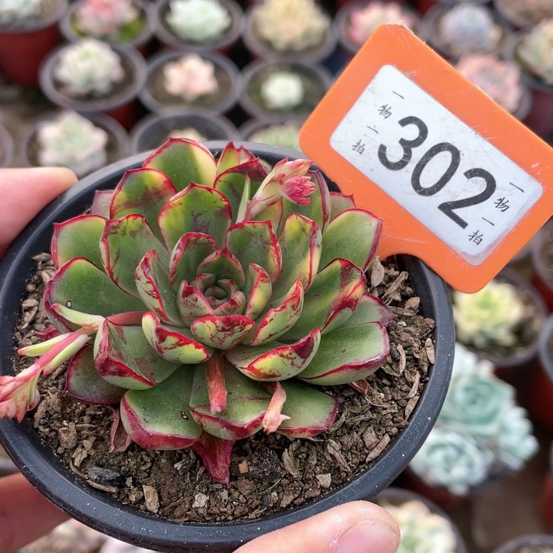 【闪购商品】唐*生302号