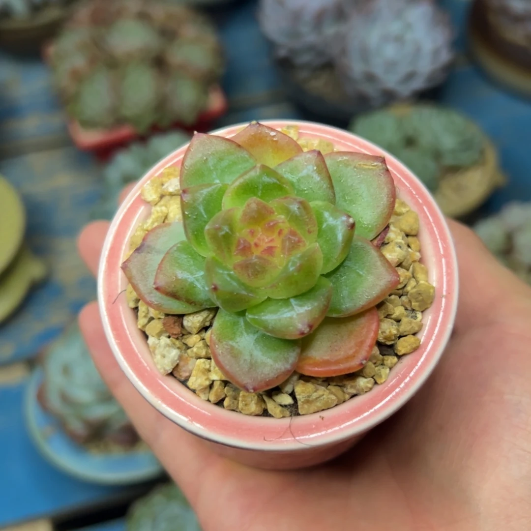 多肉植物一物一拍（86号）