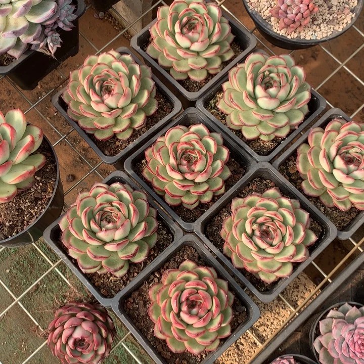 花田错多肉植物两单包邮