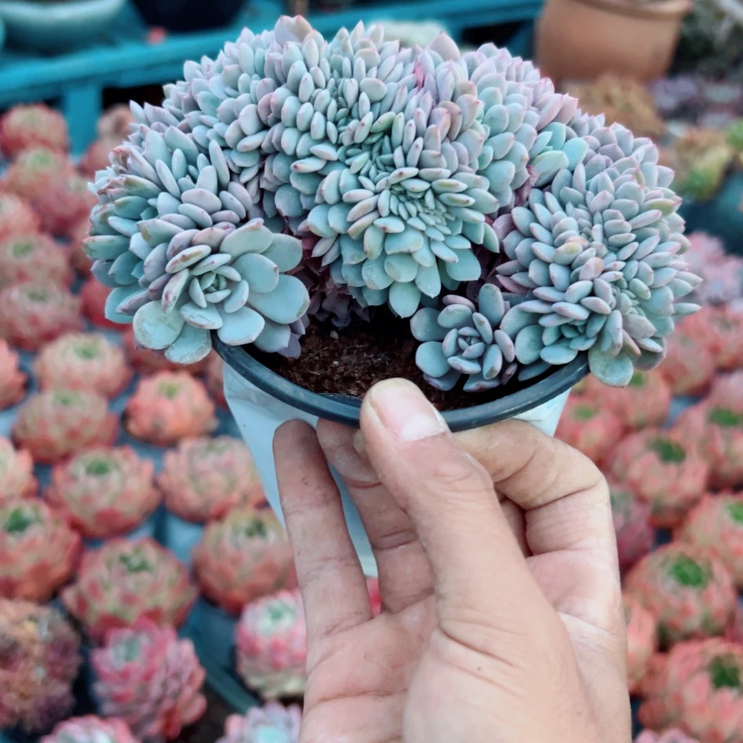 精品多肉植物老桩随机