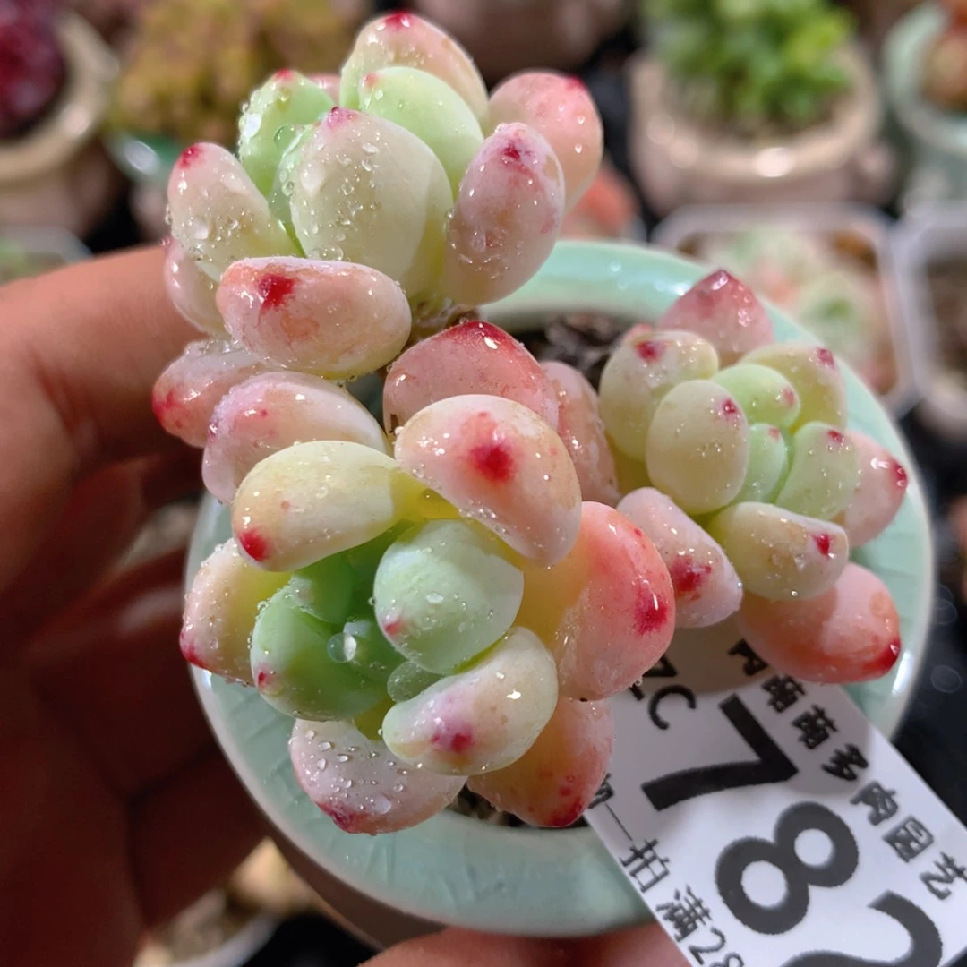 5CM拇指盆精控多肉ZC782