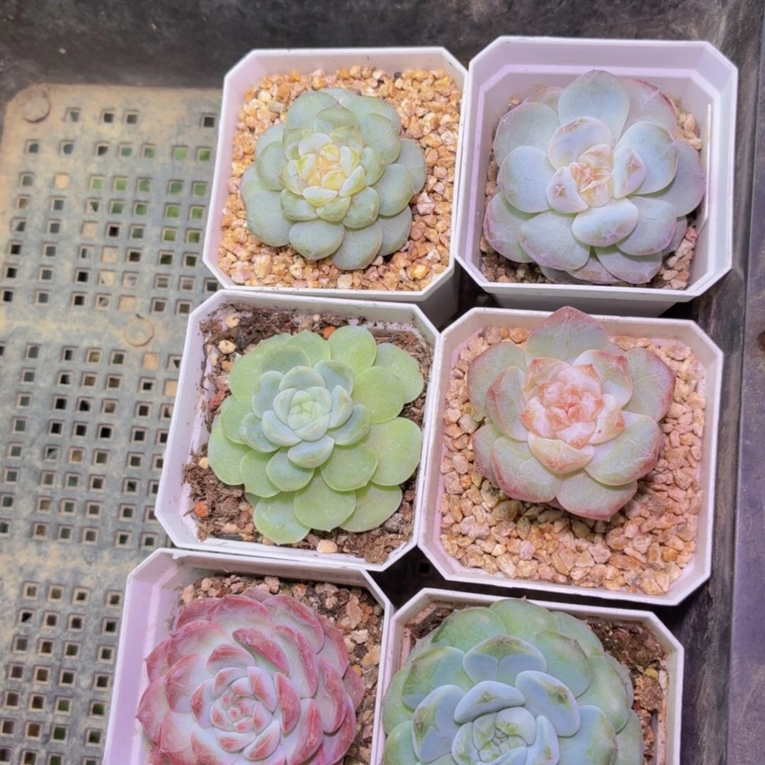 珰***～一组多肉植物链接