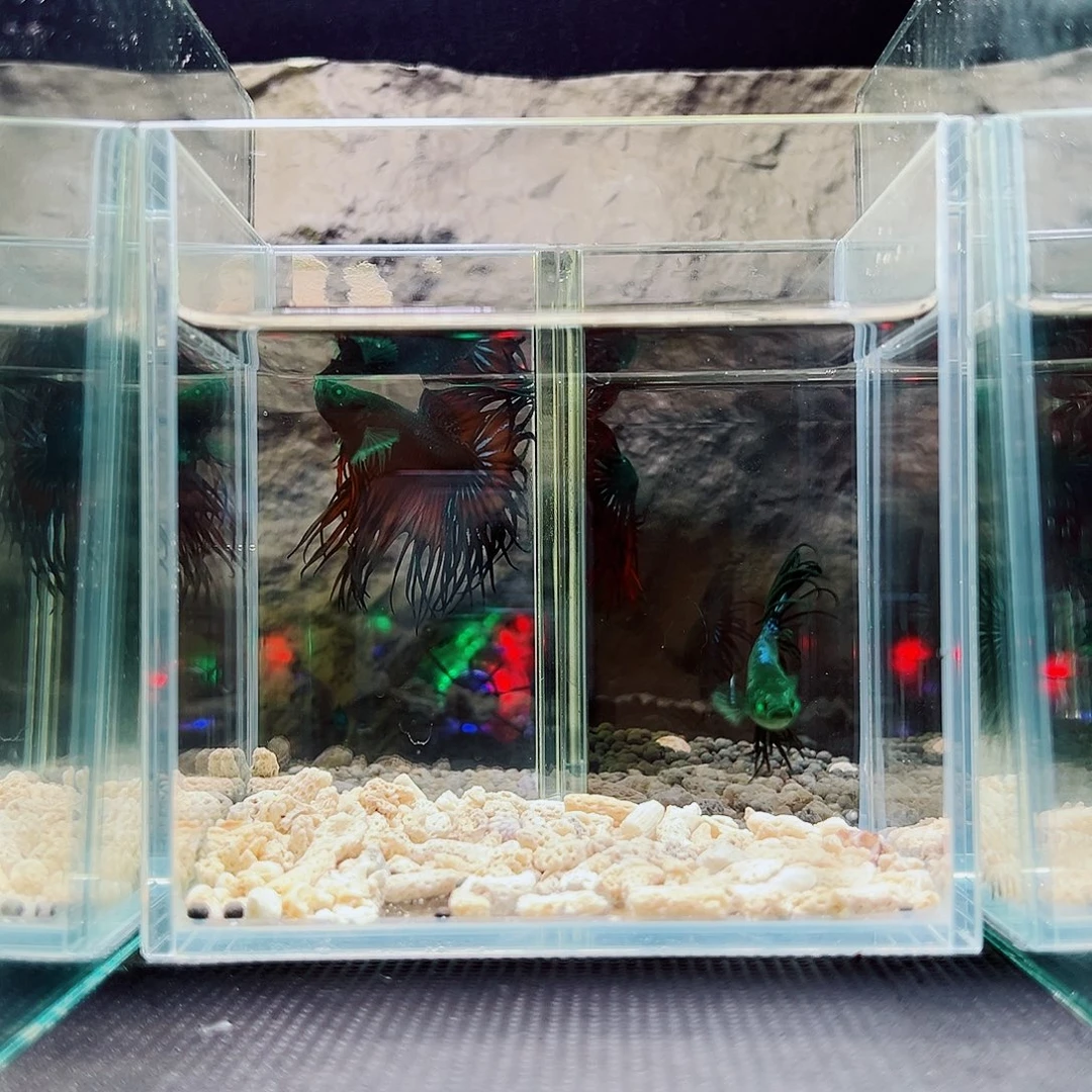 斗鱼精品精品精品精品