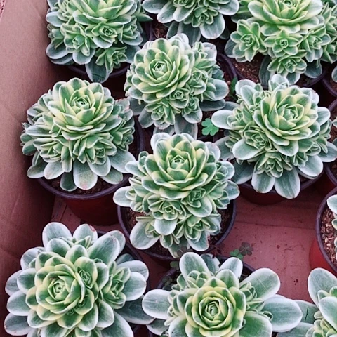 3.5-1山地多肉植物量