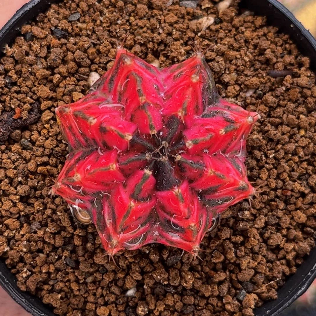 荧光粉 米哈仙人球