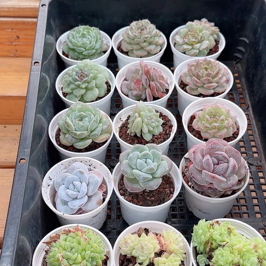 框拍多肉1014--27