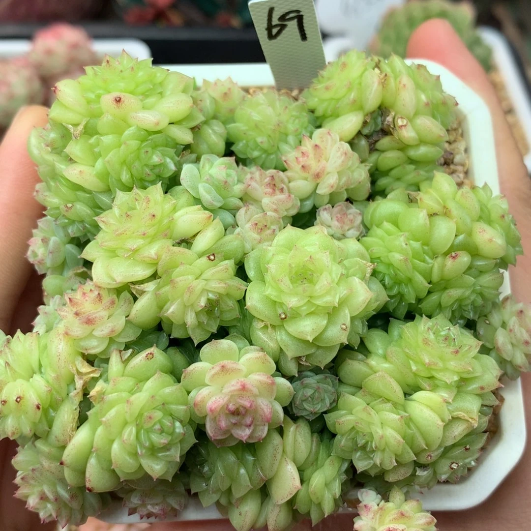 白油透小肥圆叶麦秆群69