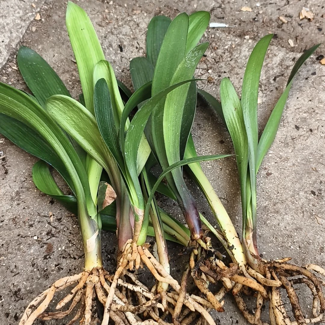 星***辰完全开放盲盒小苗八棵特惠