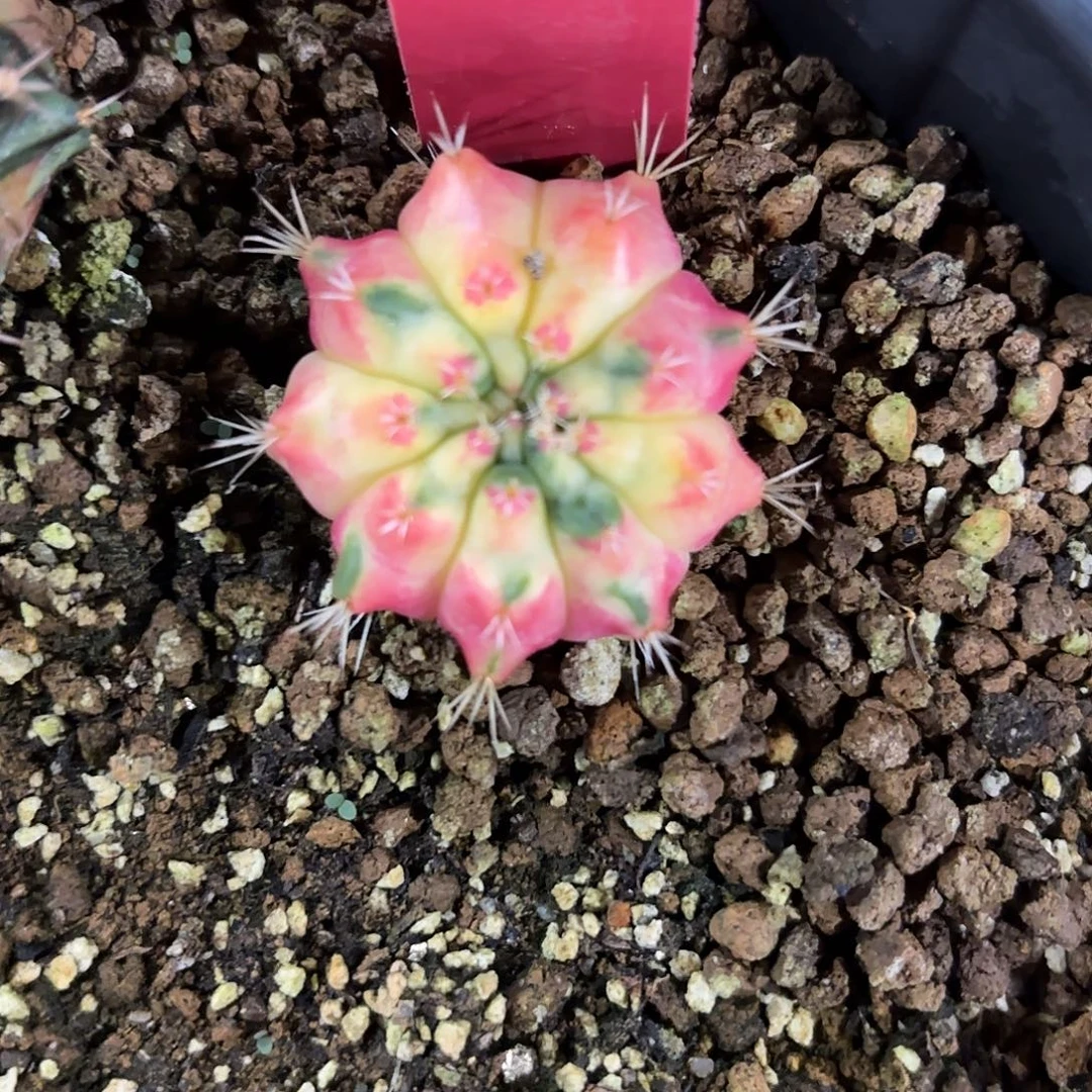 244-1120泰国发货多肉