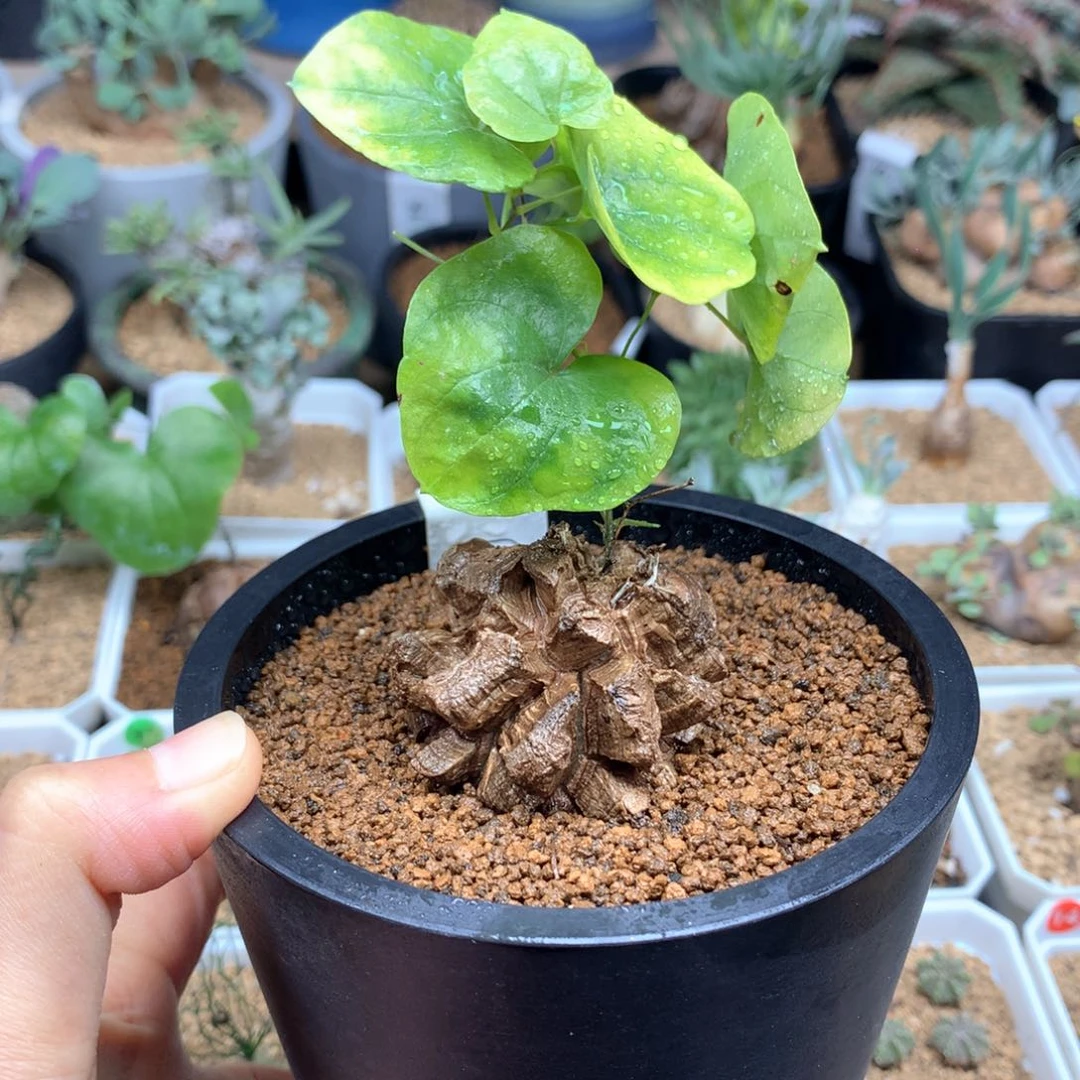 M*南非龟甲龙带盆发货