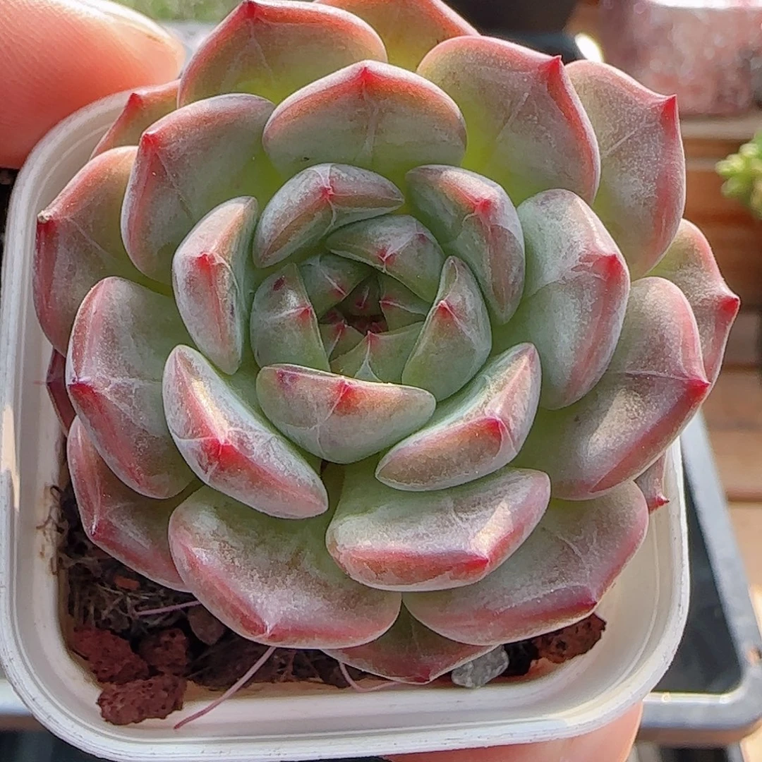 多肉0908-115暗纹系
