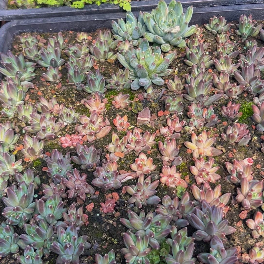 15颗美人系列多肉大小主播口述为准