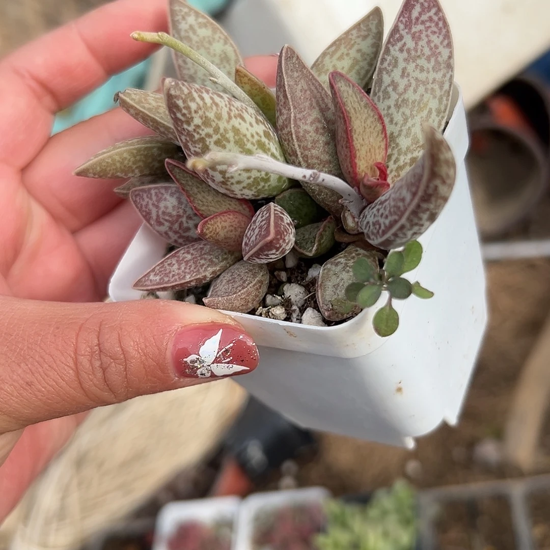 多肉植物红太平水泡