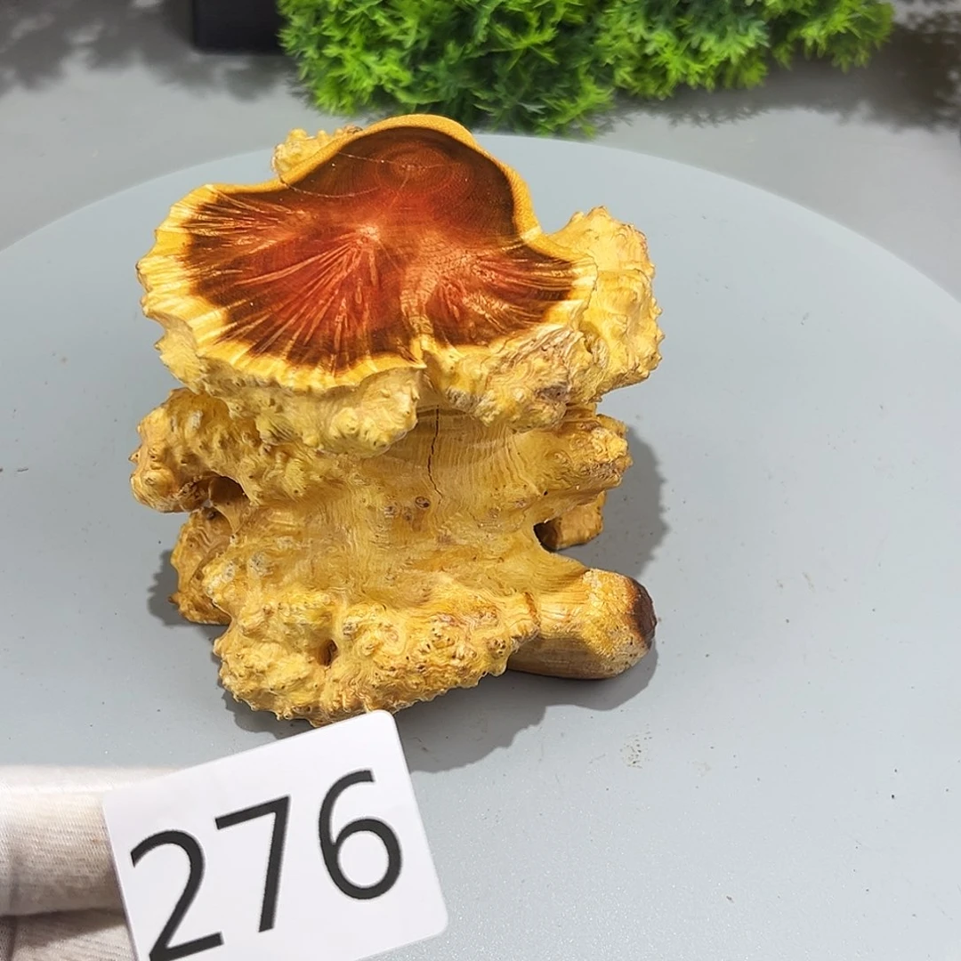 梨木新*火琉璃……火琉璃