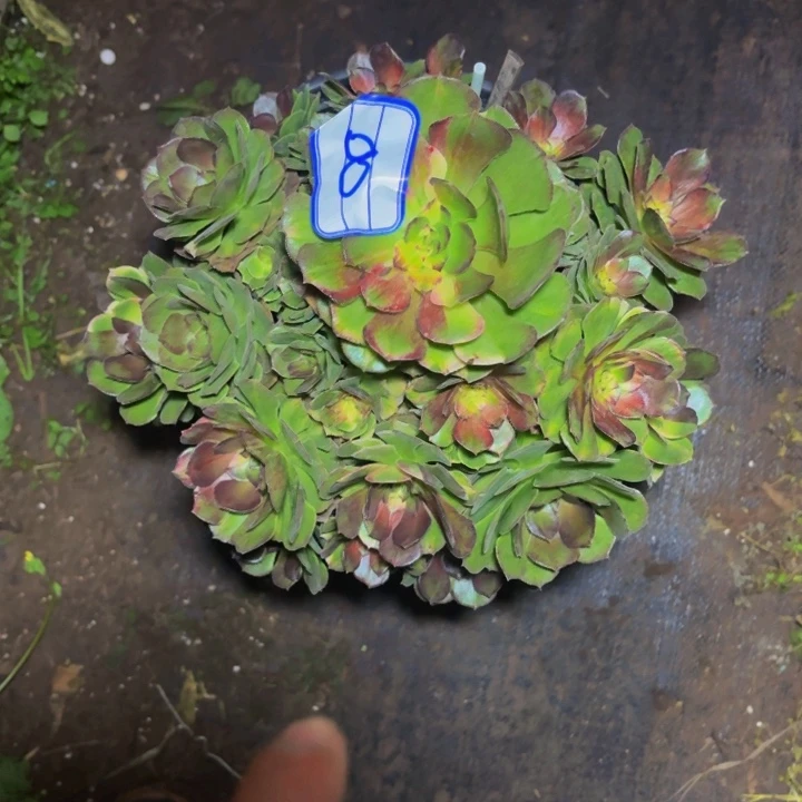 云南海王七彩法师多肉8号