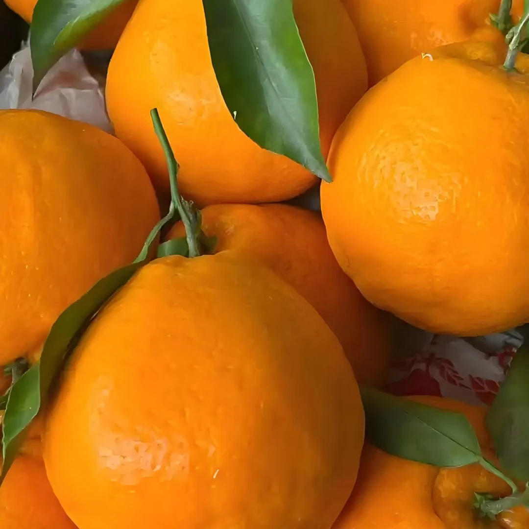 会员专属福利耙耙柑4斤（四川）四川省