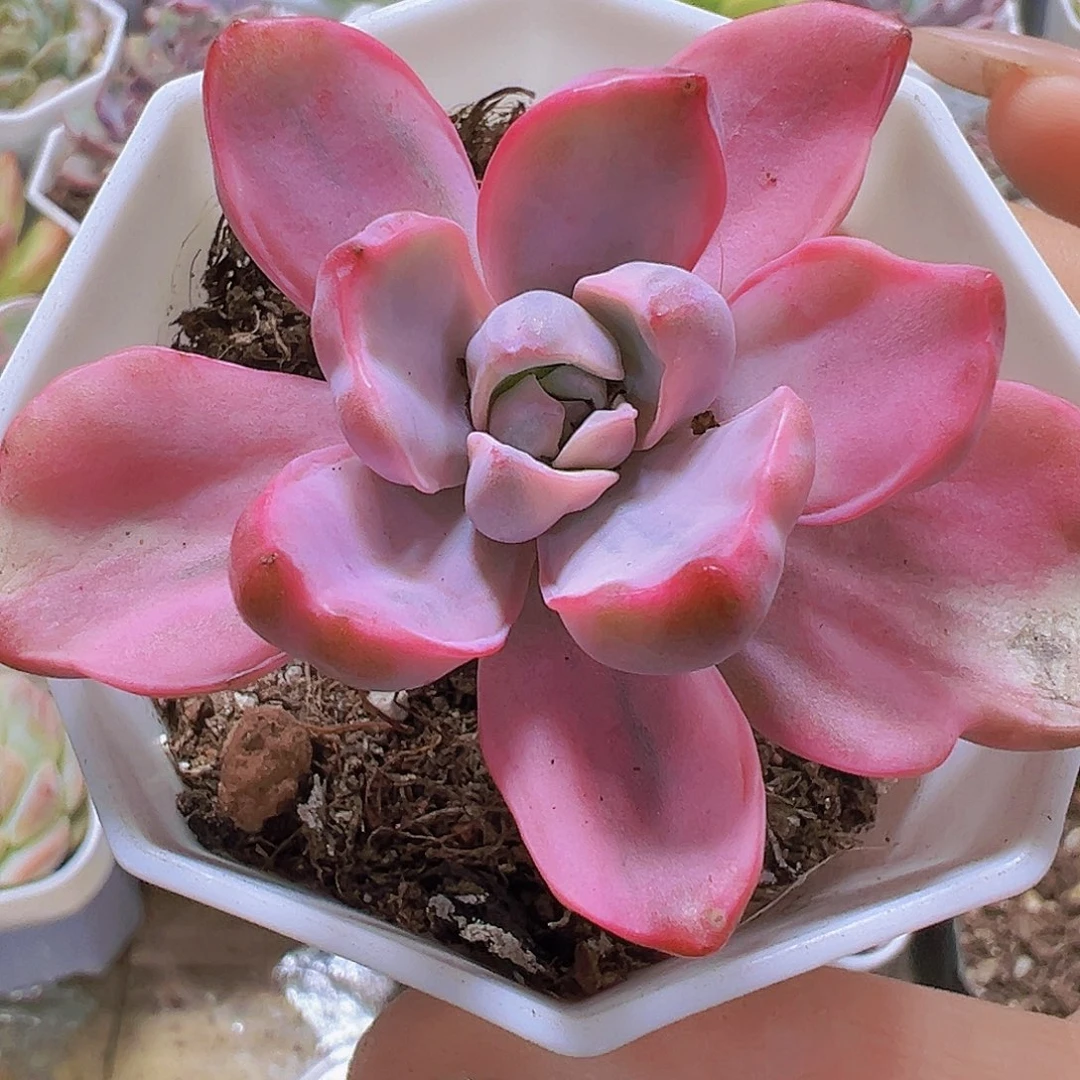 彩虹糖锦19包邮多肉植物