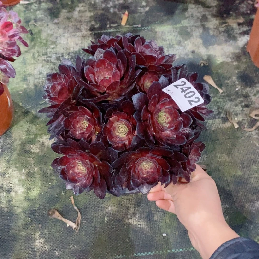 花花公子2402多肉1111