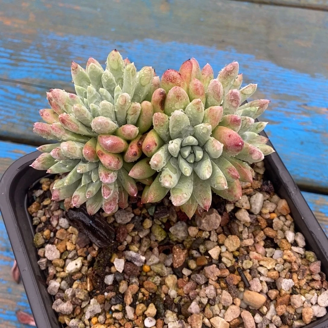 福利多肉植物啦啦啦