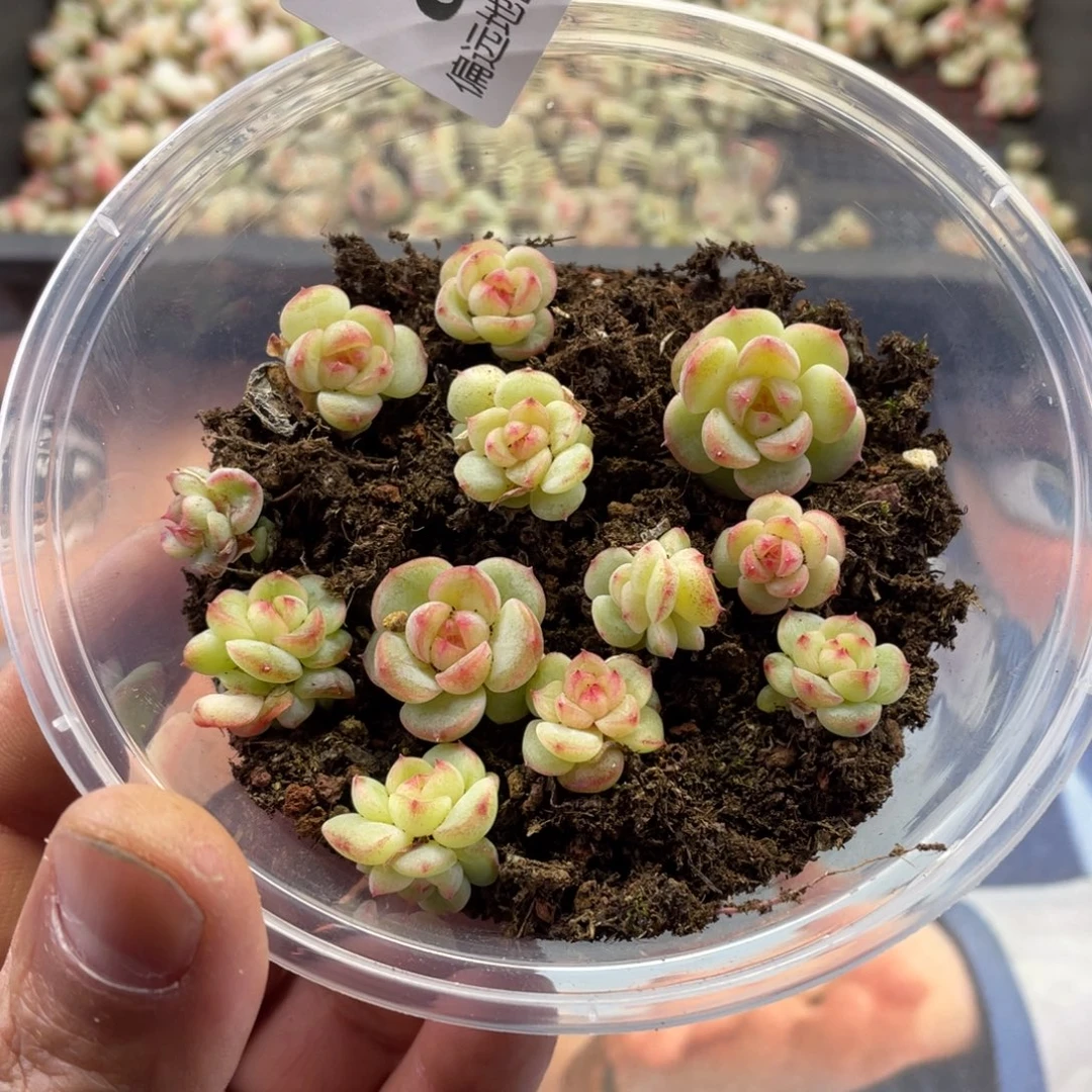 豆包珍妮一物一拍019..