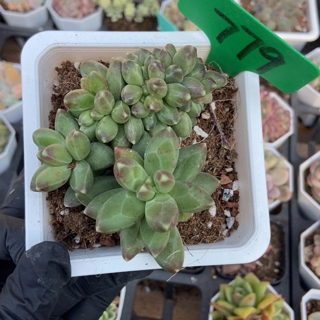 779千代田缀多肉植物