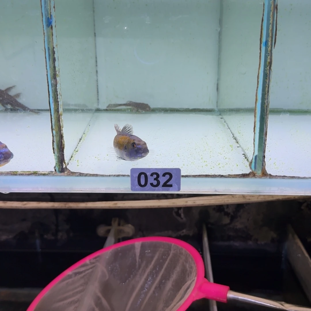 ℡***、慈鲷鱼32号齐坦迪8-9