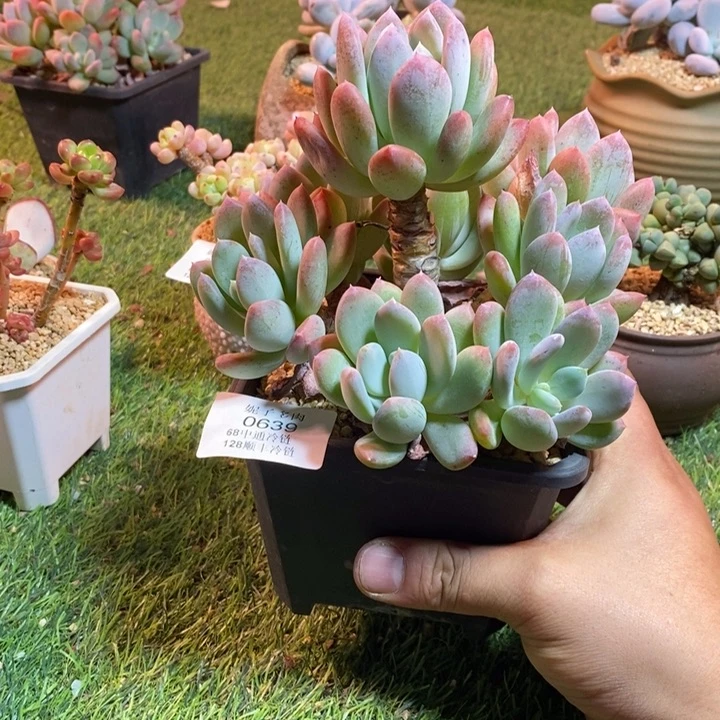 0639啊啊啊啊啊啊啊啊啊啊啊
