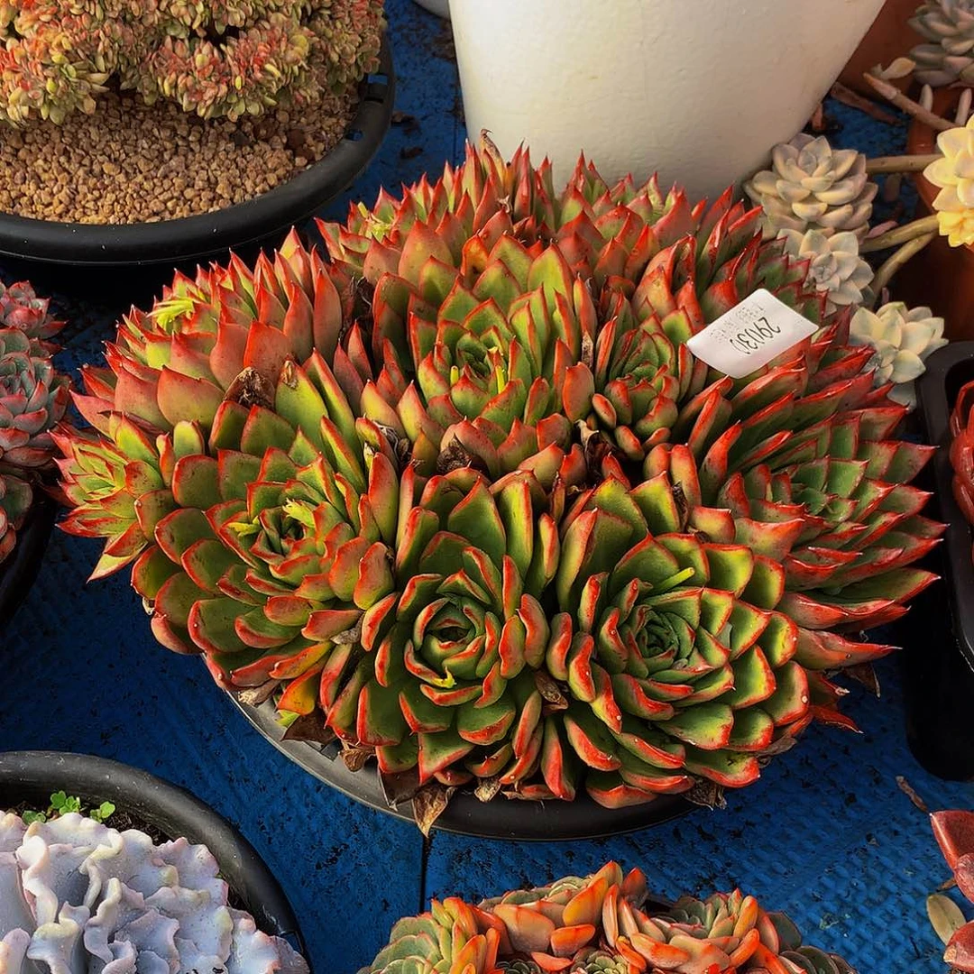 暮***雨    吉赛尔多肉29030