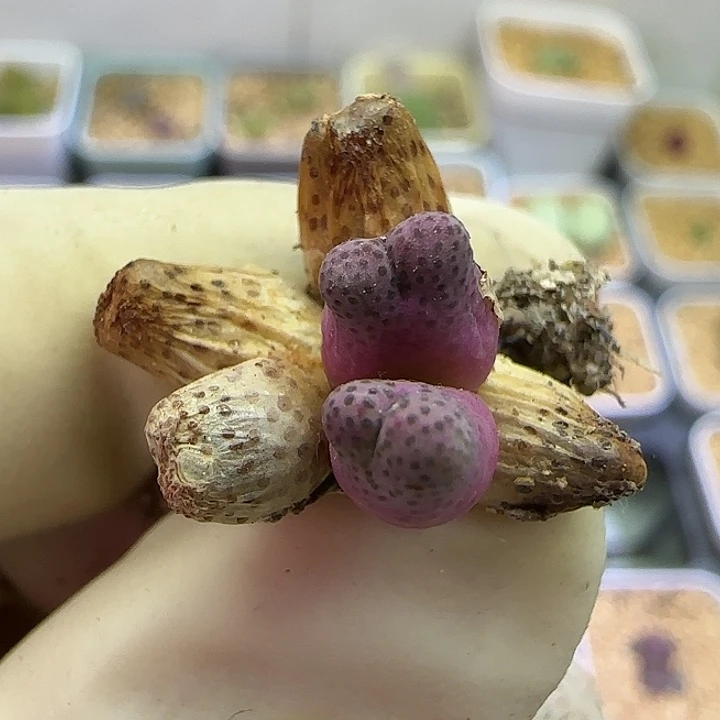 352园艺优选红斑马955
