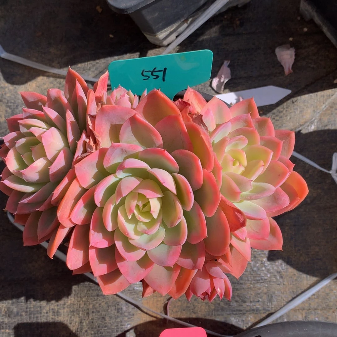 丝绸面72727272727