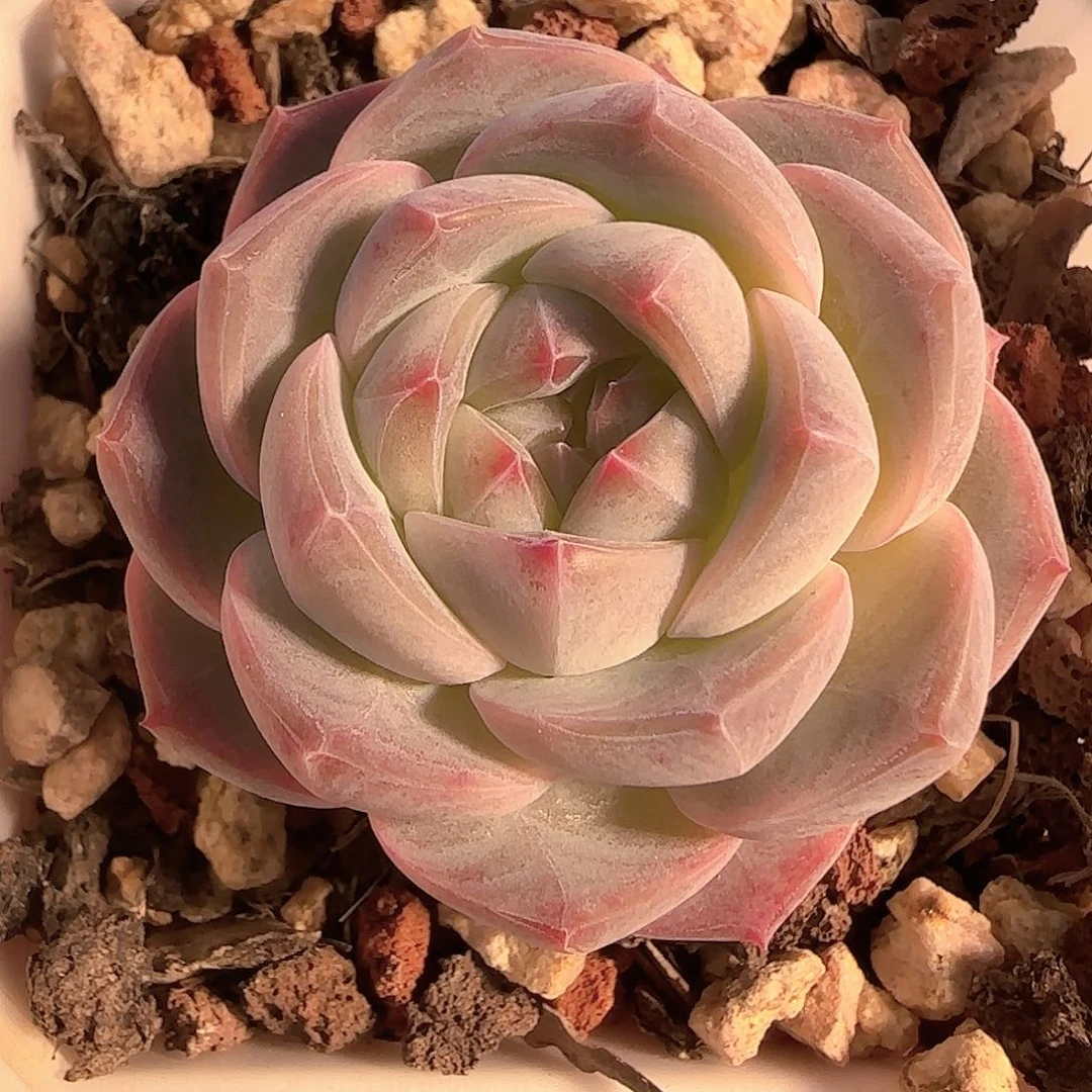 多肉1126-156福利