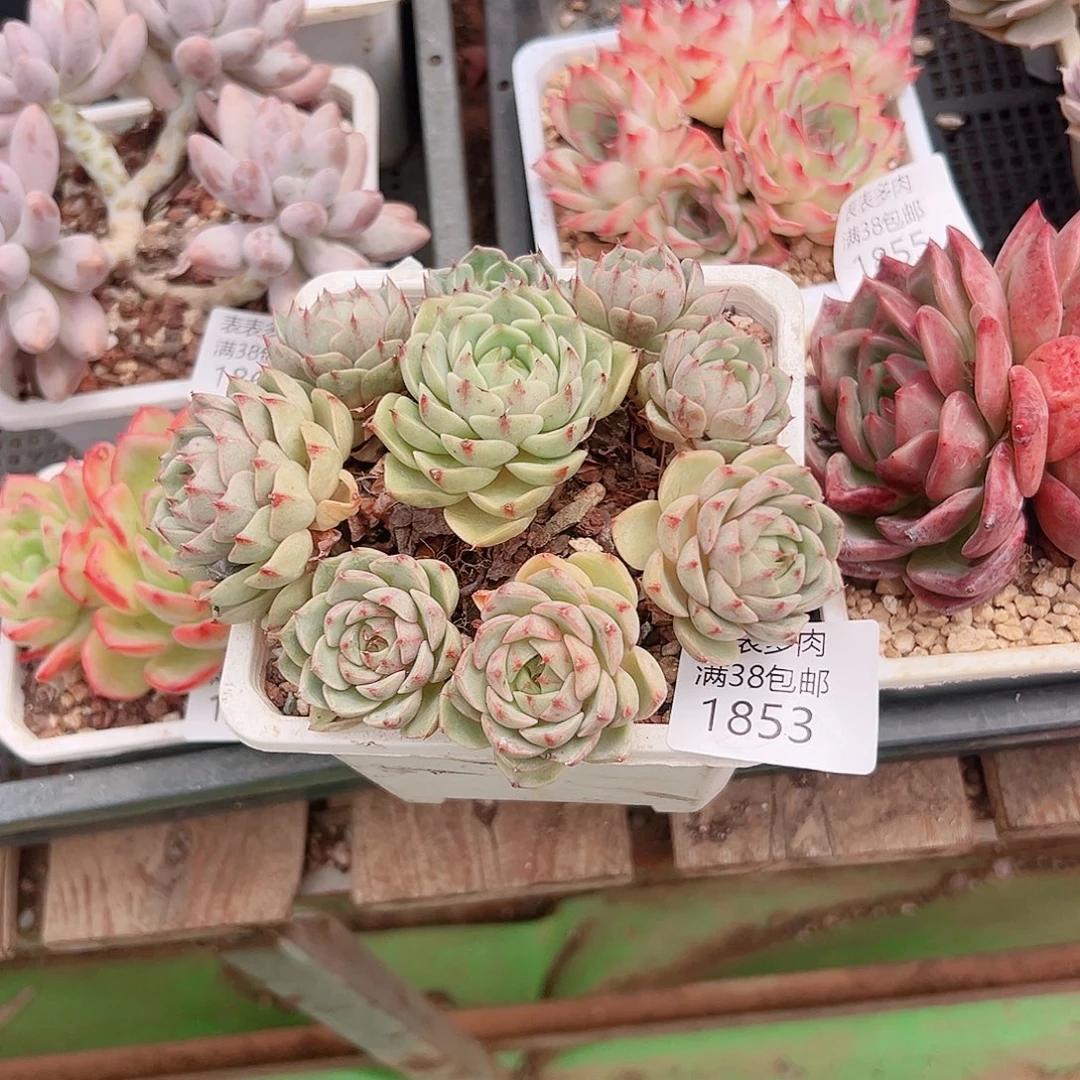 时***光多肉一物一拍植物1853