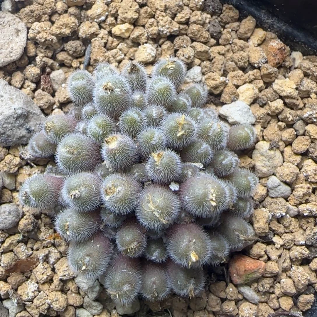 小毛球群多肉植物178