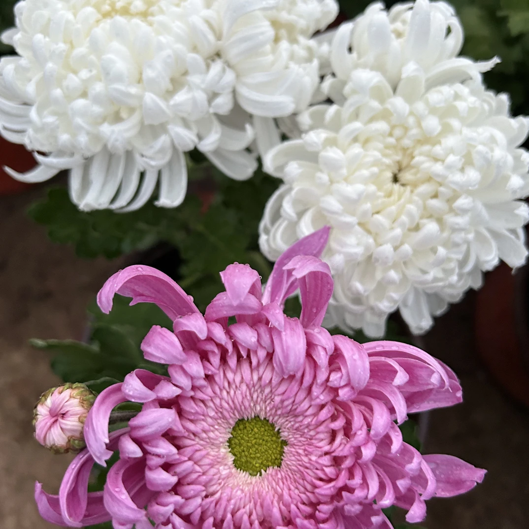 断枝不售后  慎拍【双色洹水映月】菊花母本处理。2-3分枝清棚处理
