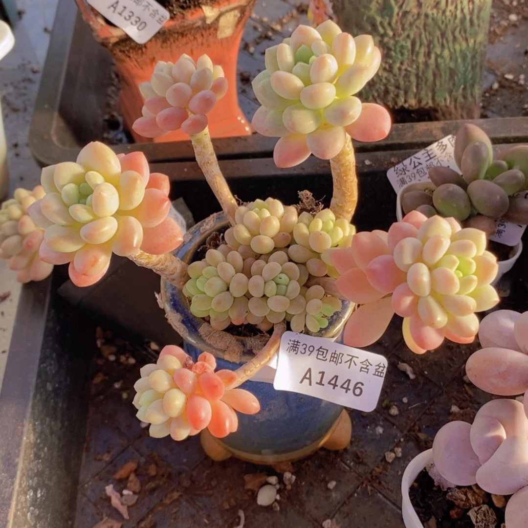 鱼子酱1446多肉植物