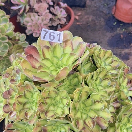 宇***妈多肉植物一种少华