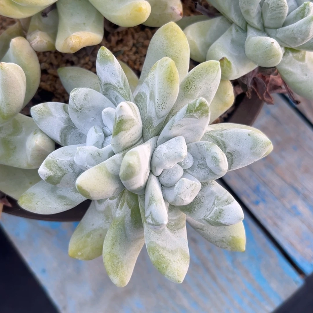 胖嘟嘟拇指～一物一拍3081