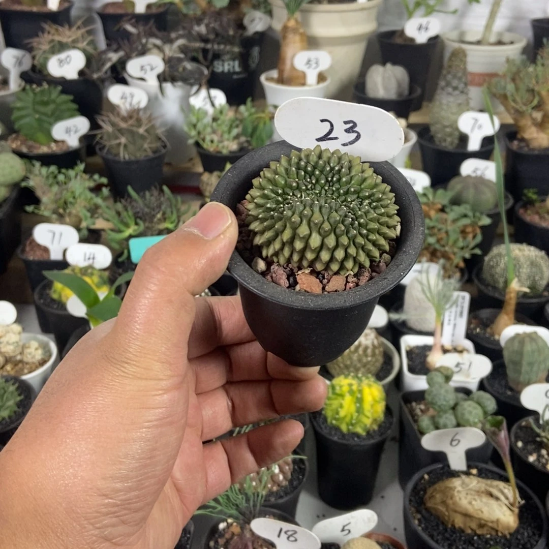 泰貘一个一物一拍