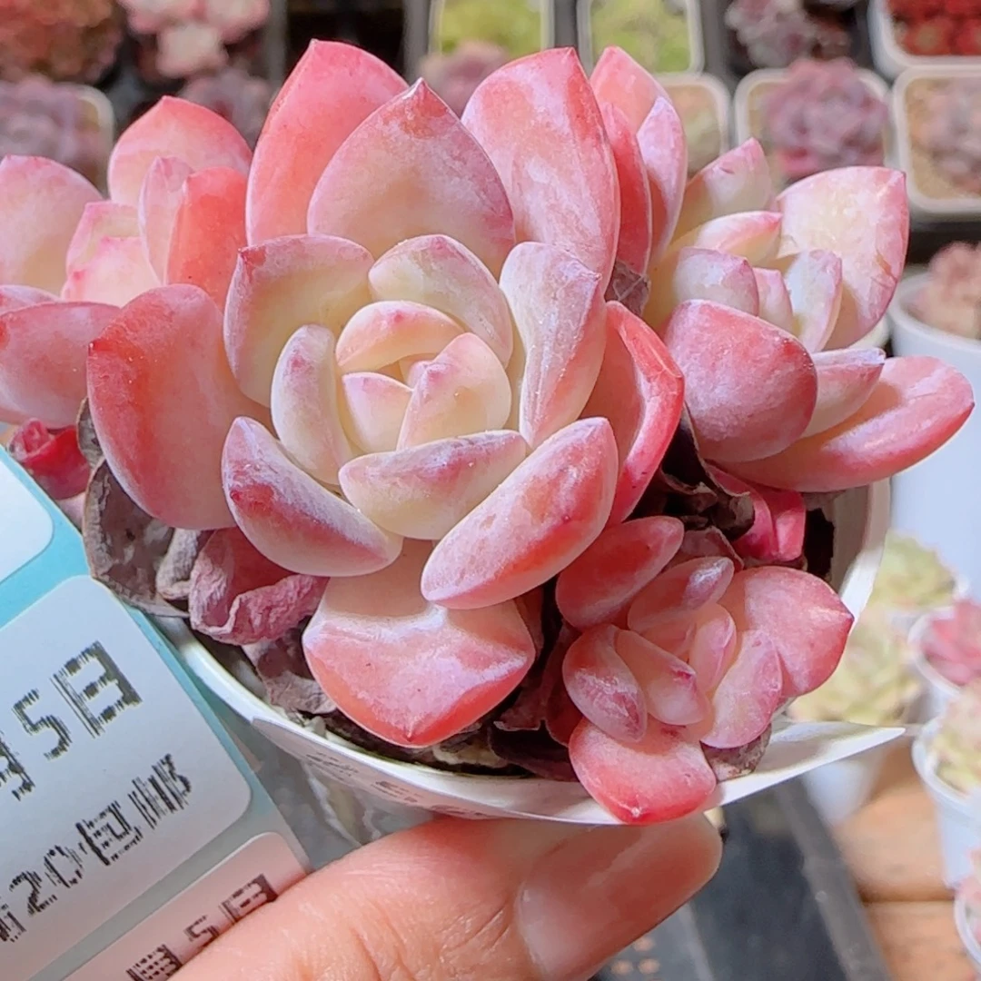 花语多肉1205-250荷花