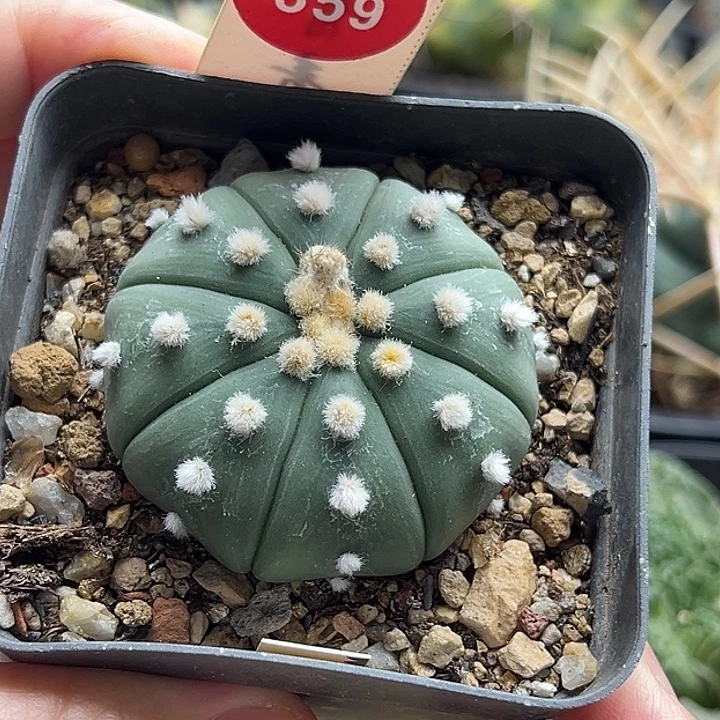 实生高绒指纹兜4.6cm