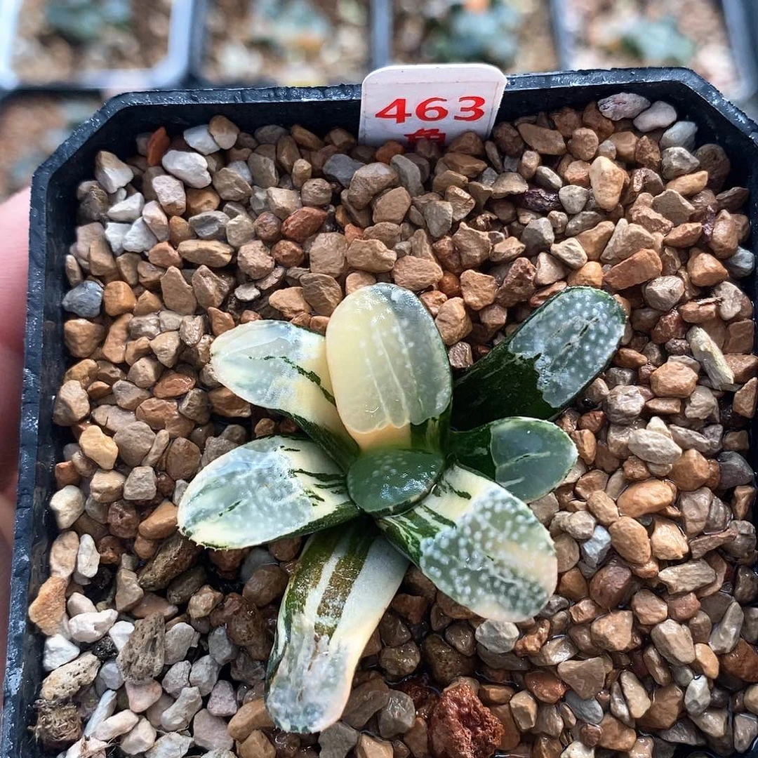 红陶463号点点锦一物一拍