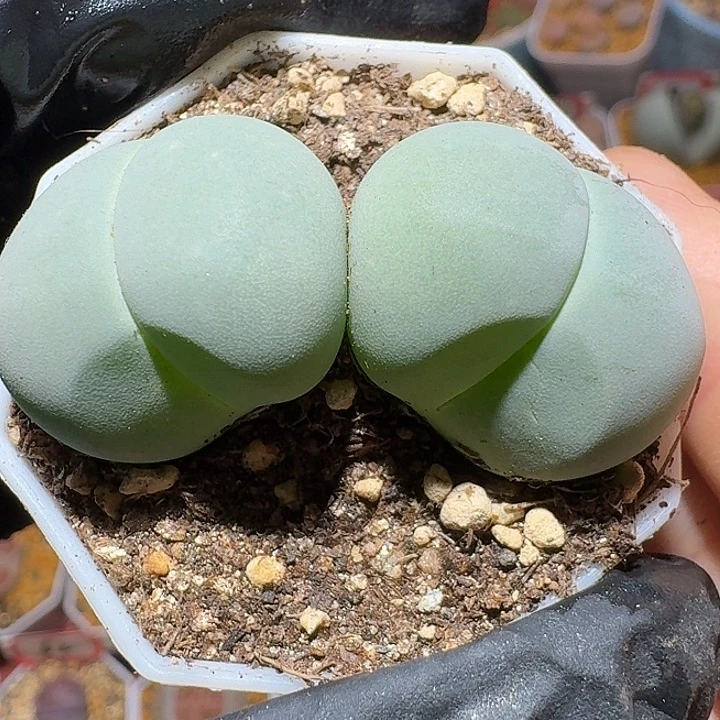 生石花111222。 97