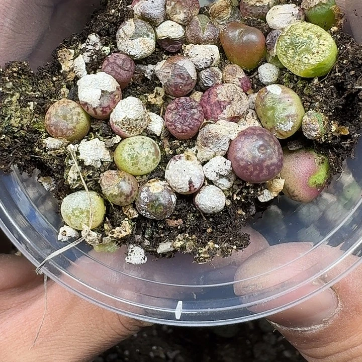 32 多肉植物多肉植物