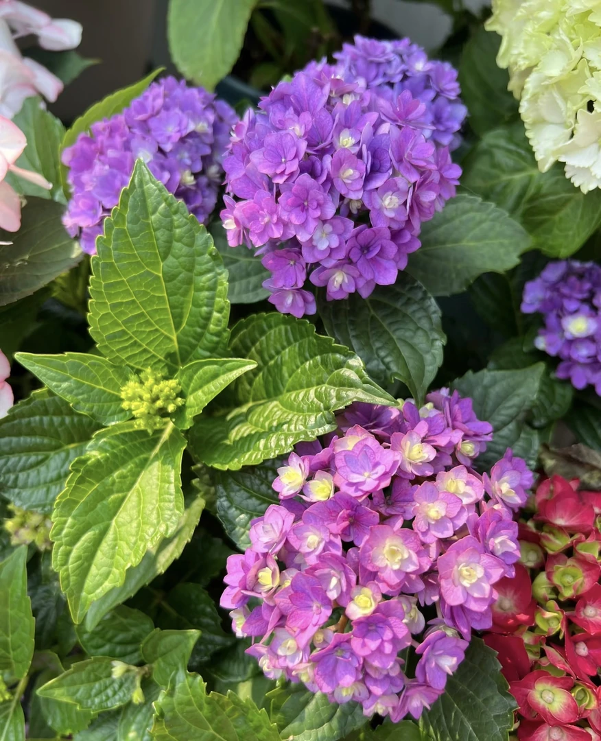 你我在一起（1.5加仑)重瓣绣球爆花好养室内阳台植物 云南鲜花绿植