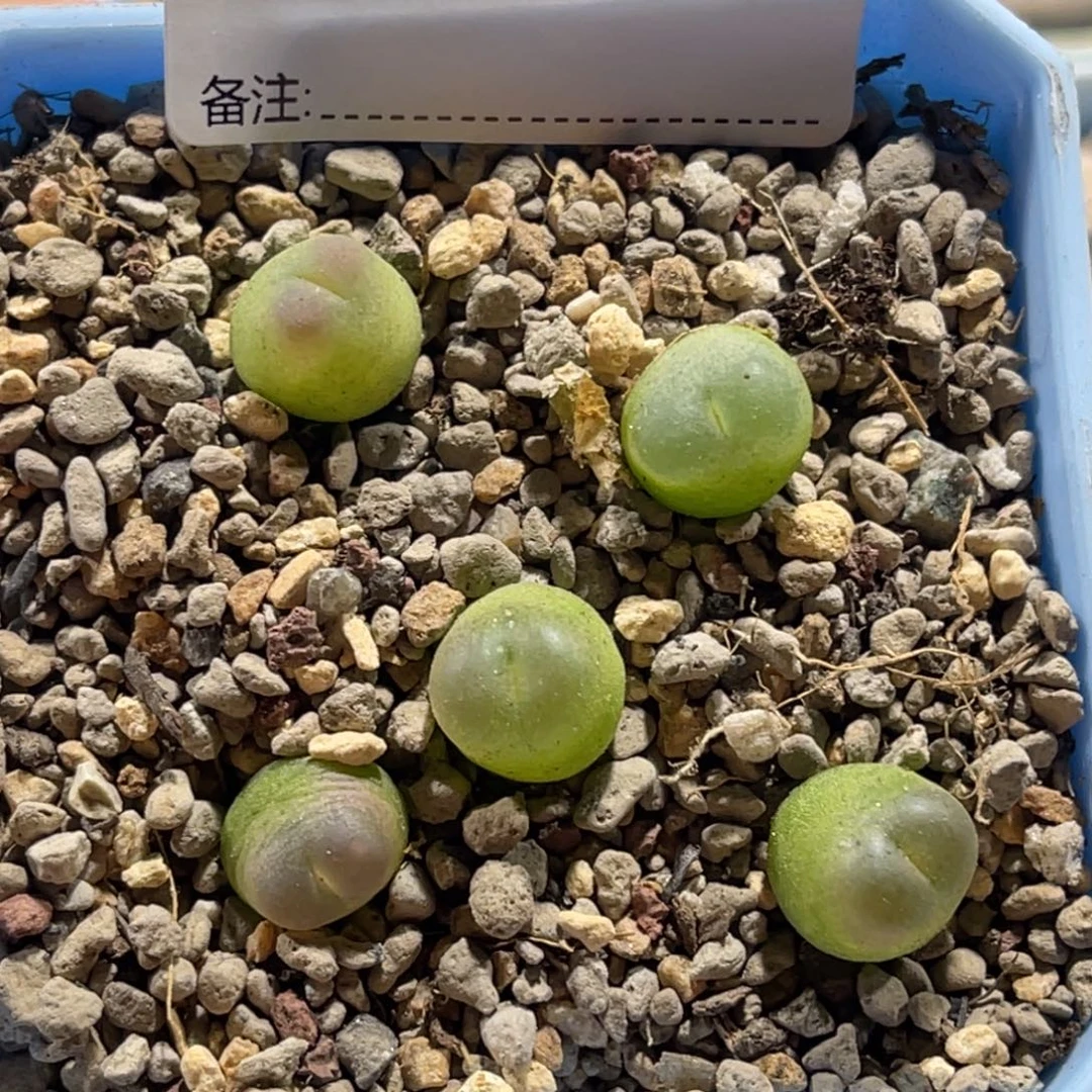 3729拉登5颗尺寸1.2