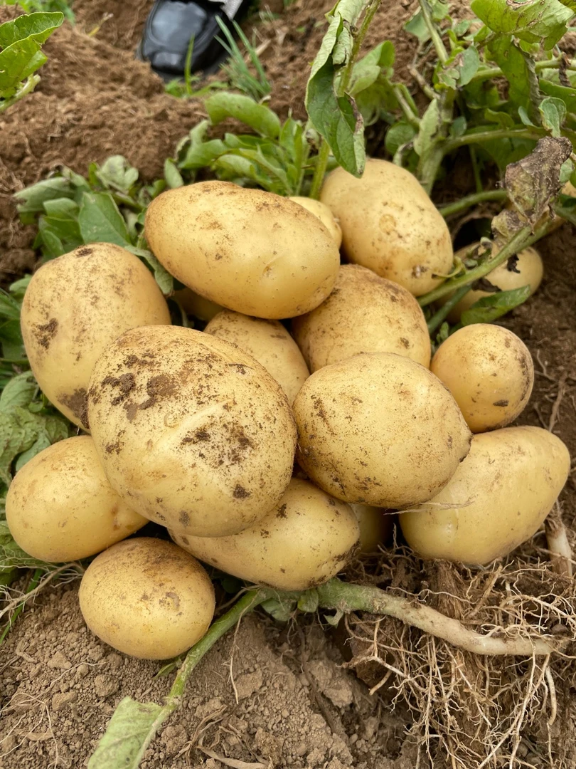 农家高山黄心土豆新鲜现挖软糯爆粉洋芋马铃薯